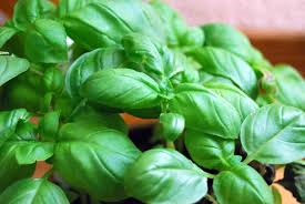 Fresh Basil ~25g