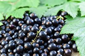 Blackcurrants 250g