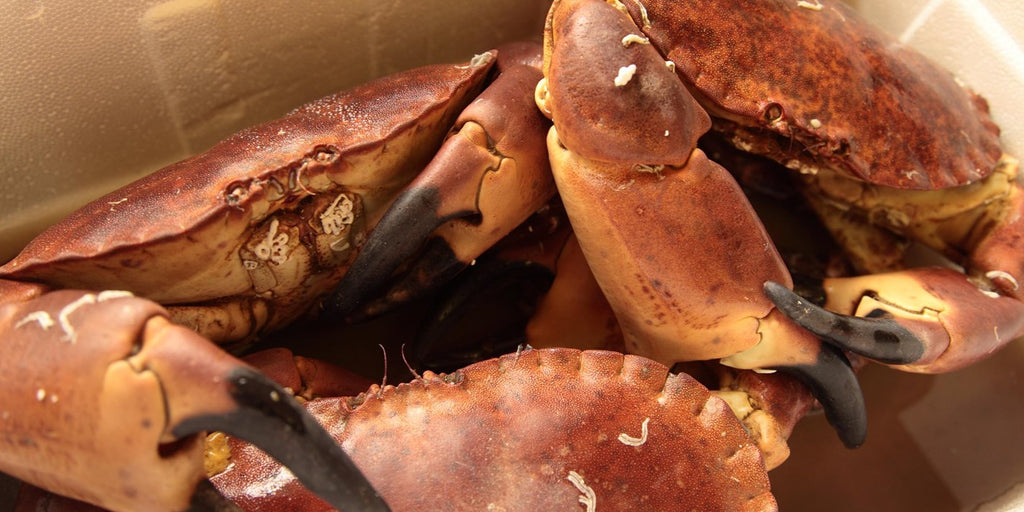 Cock Crab - Whole cooked