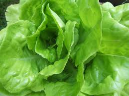 Round flat green lettuce