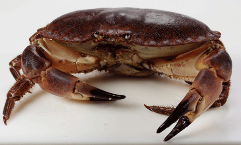 Hen Crab - Whole live