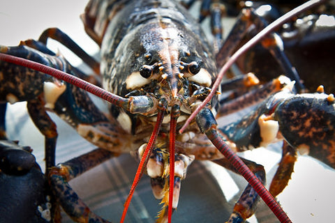 Whole Cornish Lobster 1kg