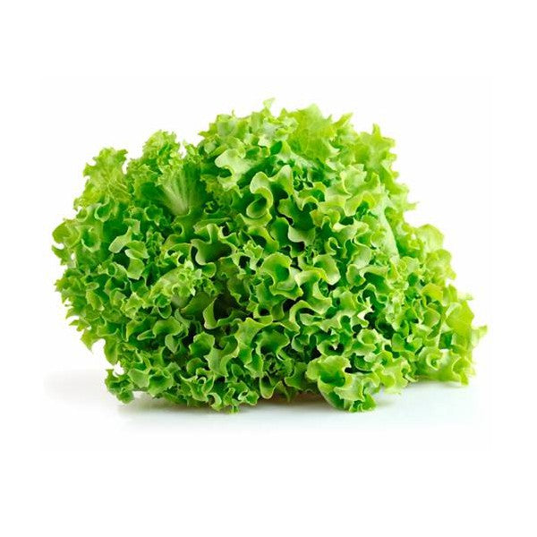 Lollo biondi lettuce