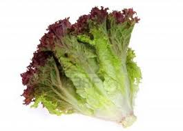 Lollo rosso lettuce