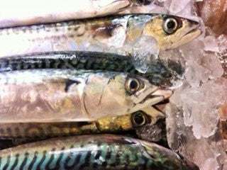 Whole Fresh Mackerel