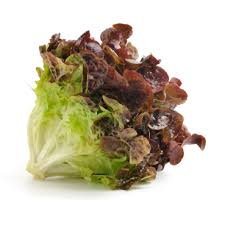 Oakleaf lettuce