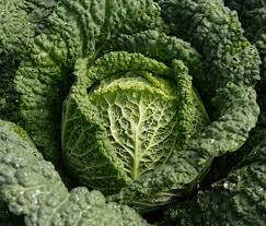 Savoy Cabbage