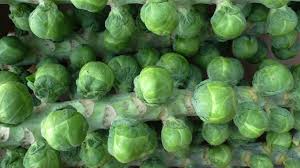 Leg of Sprouts