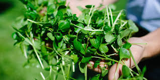 Watercress Pack 200g (BRITISH)